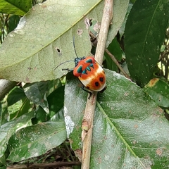 Poecilocoris latus