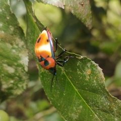 Poecilocoris latus