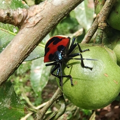 Poecilocoris latus