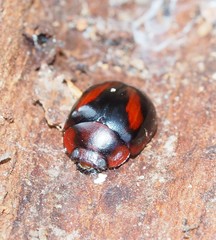 Paropsisterna erudita