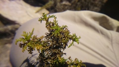 Ambrosia artemisioides