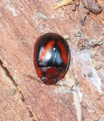 Paropsisterna erudita