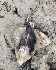 Beringraja binoculata
