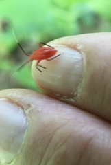 Coccobaphes frontifer