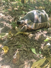 Testudo marginata