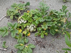Glehnia littoralis leiocarpa