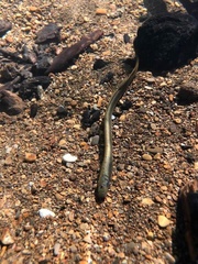 Lampetra richardsoni