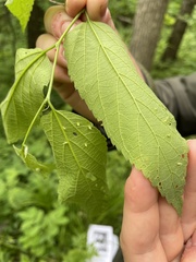 Celticecis spiniformis