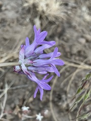 Dichelostemma multiflorum