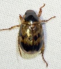 Anomala undulata