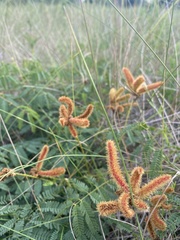 Mimosa hystricina