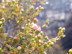 Boronia inornata