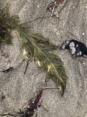 Desmarestia ligulata