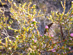 Boronia inornata