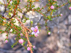 Boronia inornata