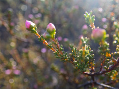 Boronia inornata