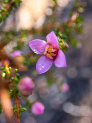 Boronia inornata