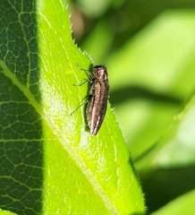 Agrilinae