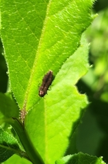 Agrilinae