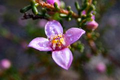 Boronia inornata