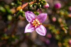 Boronia inornata