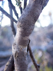 Boronia inornata