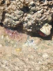 Anthopleura thallia