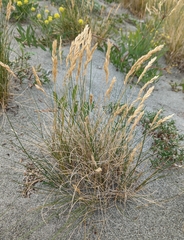 Poa macrantha