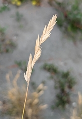 Poa macrantha