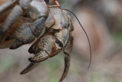 Coenobita cavipes