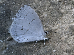 Celastrina neglectamajor
