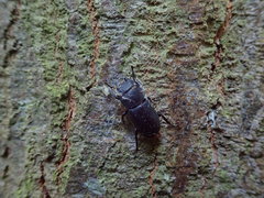 Dorcus parallelipipedus