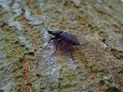 Dorcus parallelipipedus