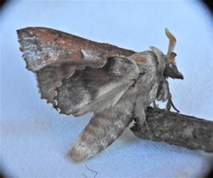 Phyllodesma americana