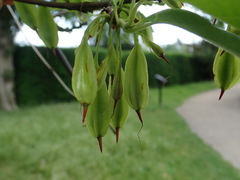 Halesia
