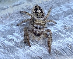 Phidippus putnami