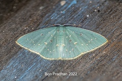 Comostola leucosticta