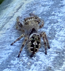 Phidippus putnami