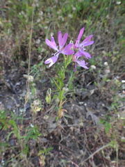 Clarkia biloba