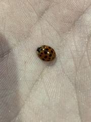 Harmonia axyridis
