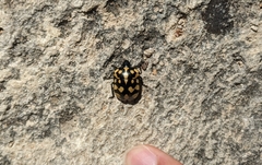 Pachycoris torridus