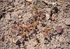 Phacelia monoensis