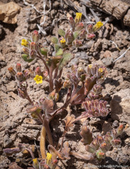 Phacelia monoensis