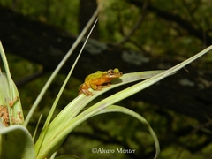 Exerodonta sumichrasti