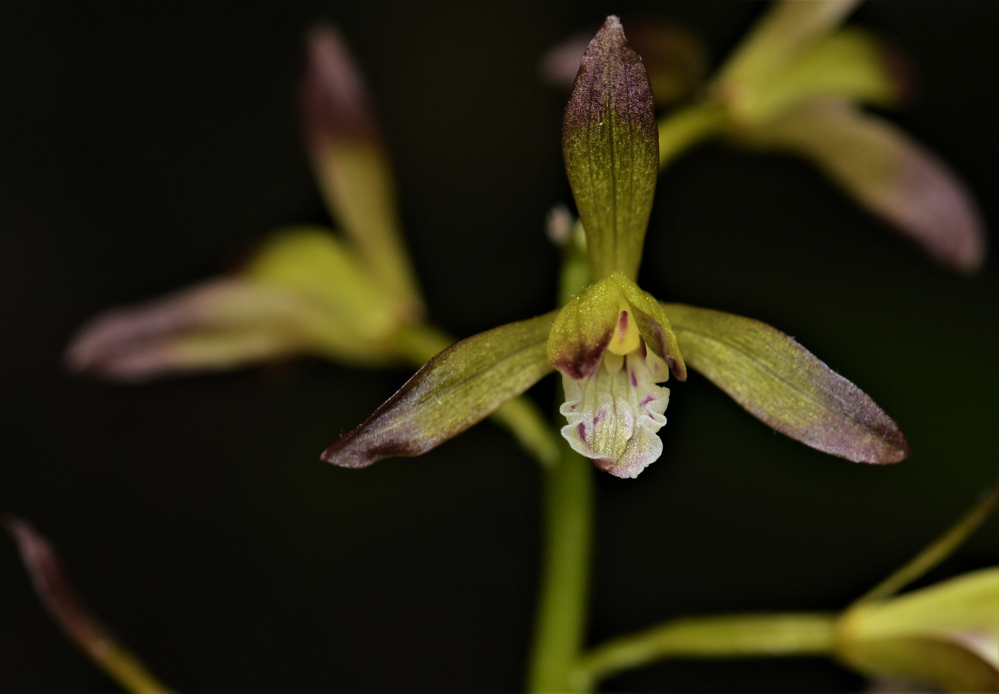 Aplectrum hyemale