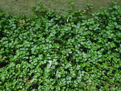 Soleirolia soleirolii