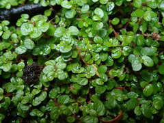 Soleirolia soleirolii