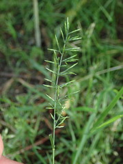 Catapodium rigidum