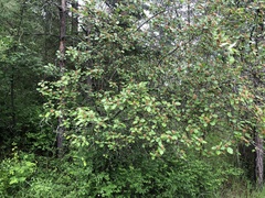 Crataegus castlegarensis