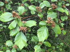 Crataegus castlegarensis